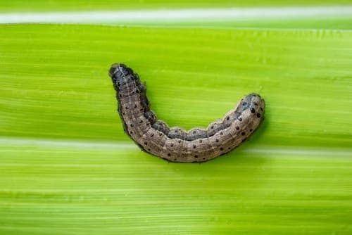 Armyworm caterpillar that damages Georgia lawns