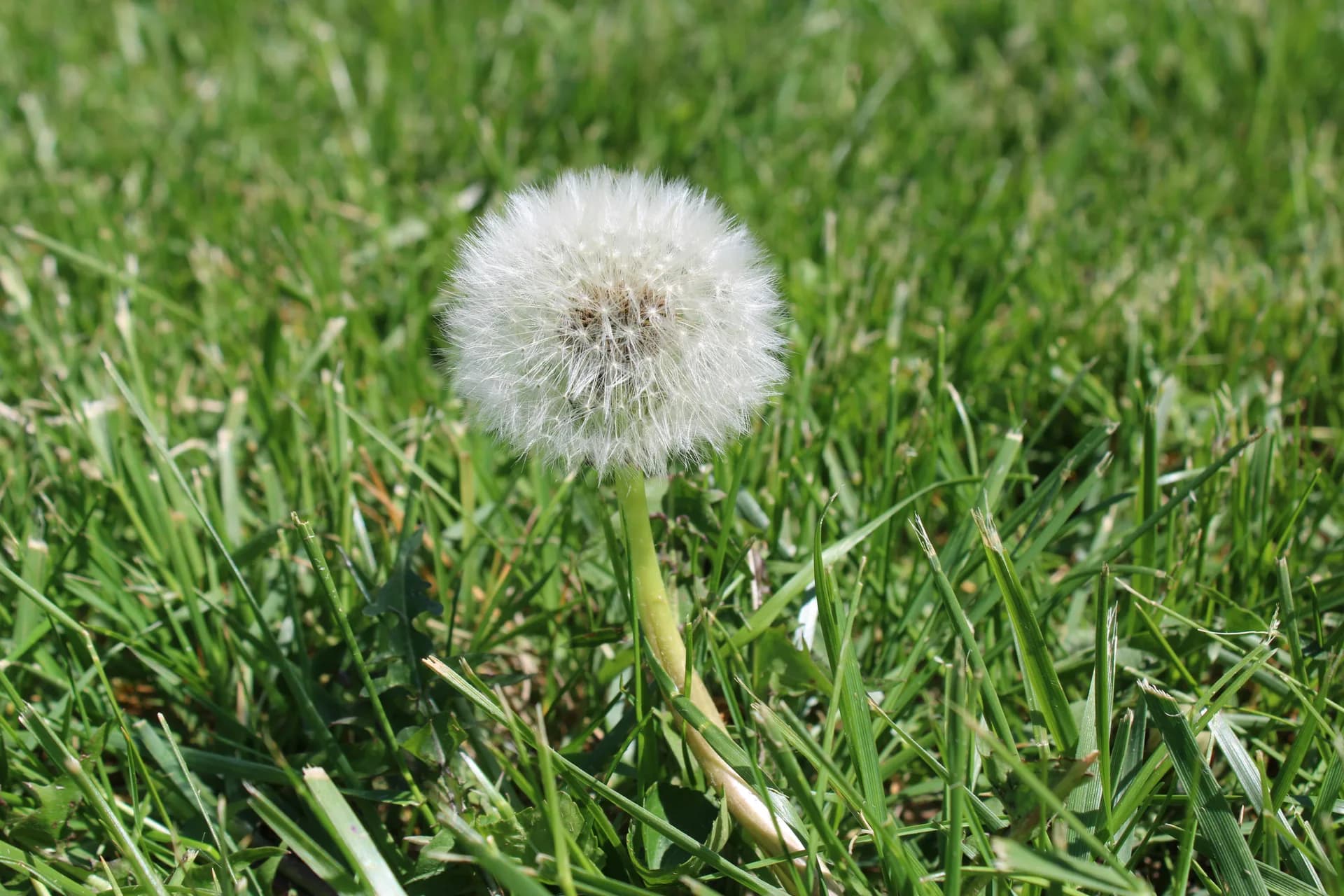Dandelion weed in a lawn during Georgia winter