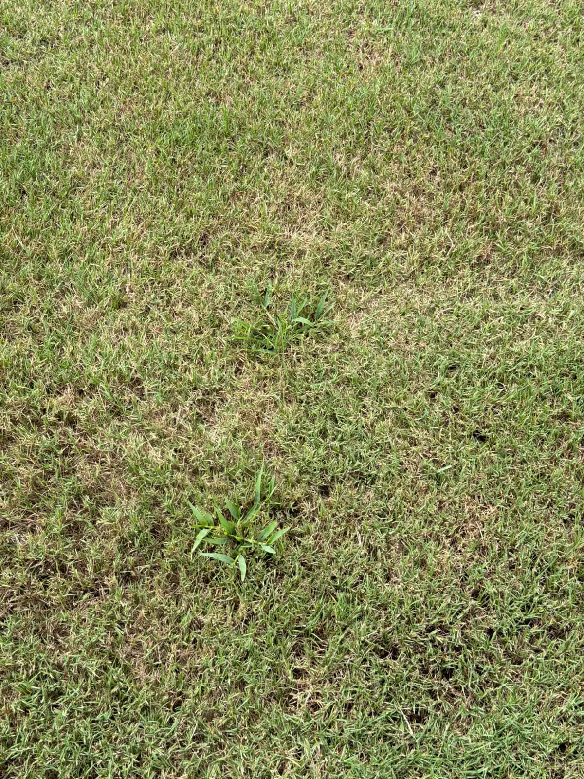 overhead view of bermuda lawn with patchy thinning and two crabgrass clumps