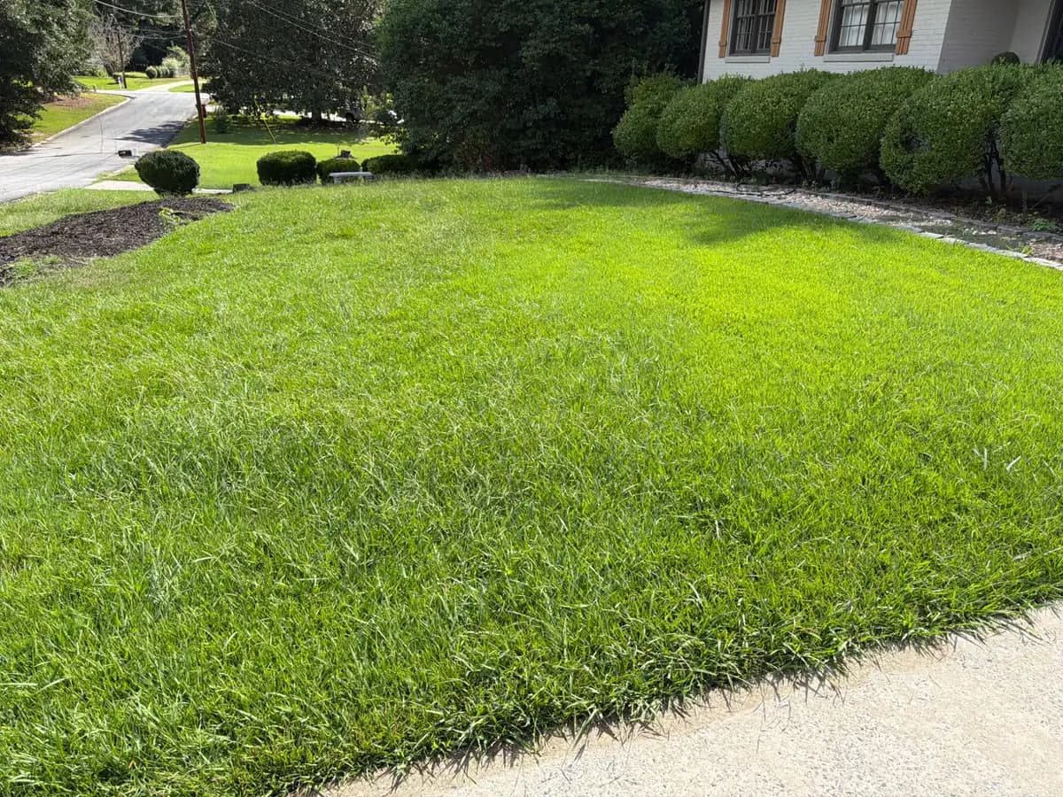 Overgrown, weedy lawn with patches of crabgrass in front of a house and shrubs.