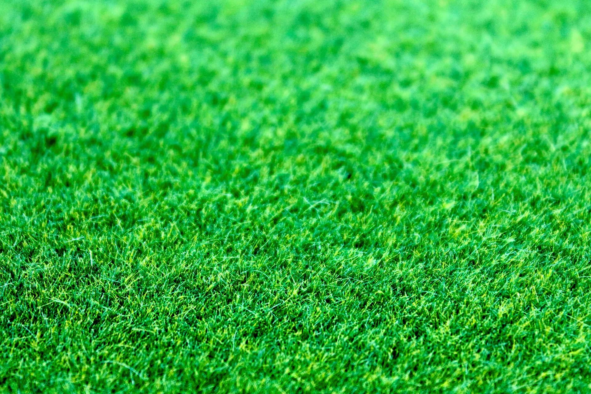 Fresh green lawn enhancing residential curb appeal and home value