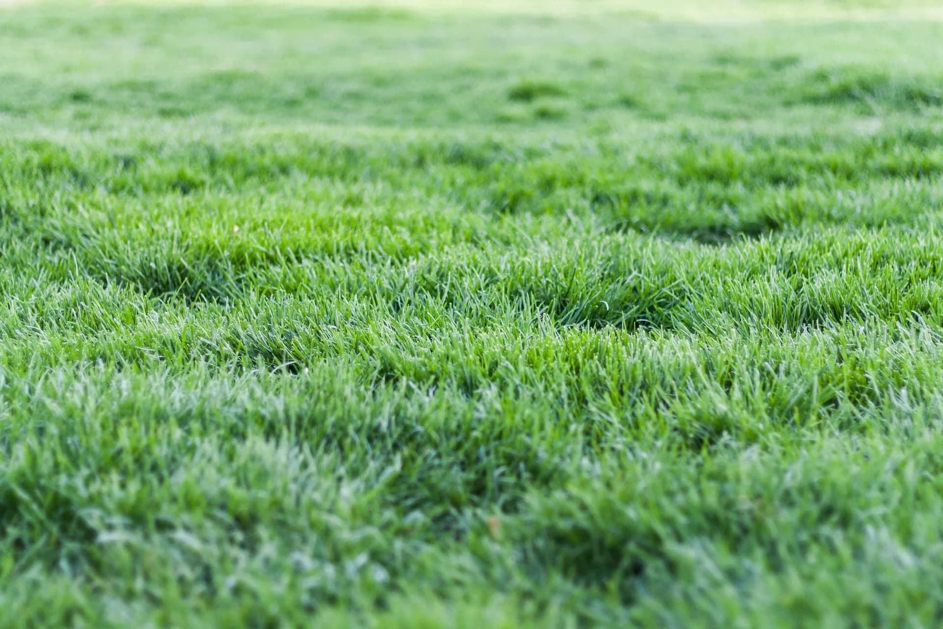 Close-up of thick green bermuda grass texture
