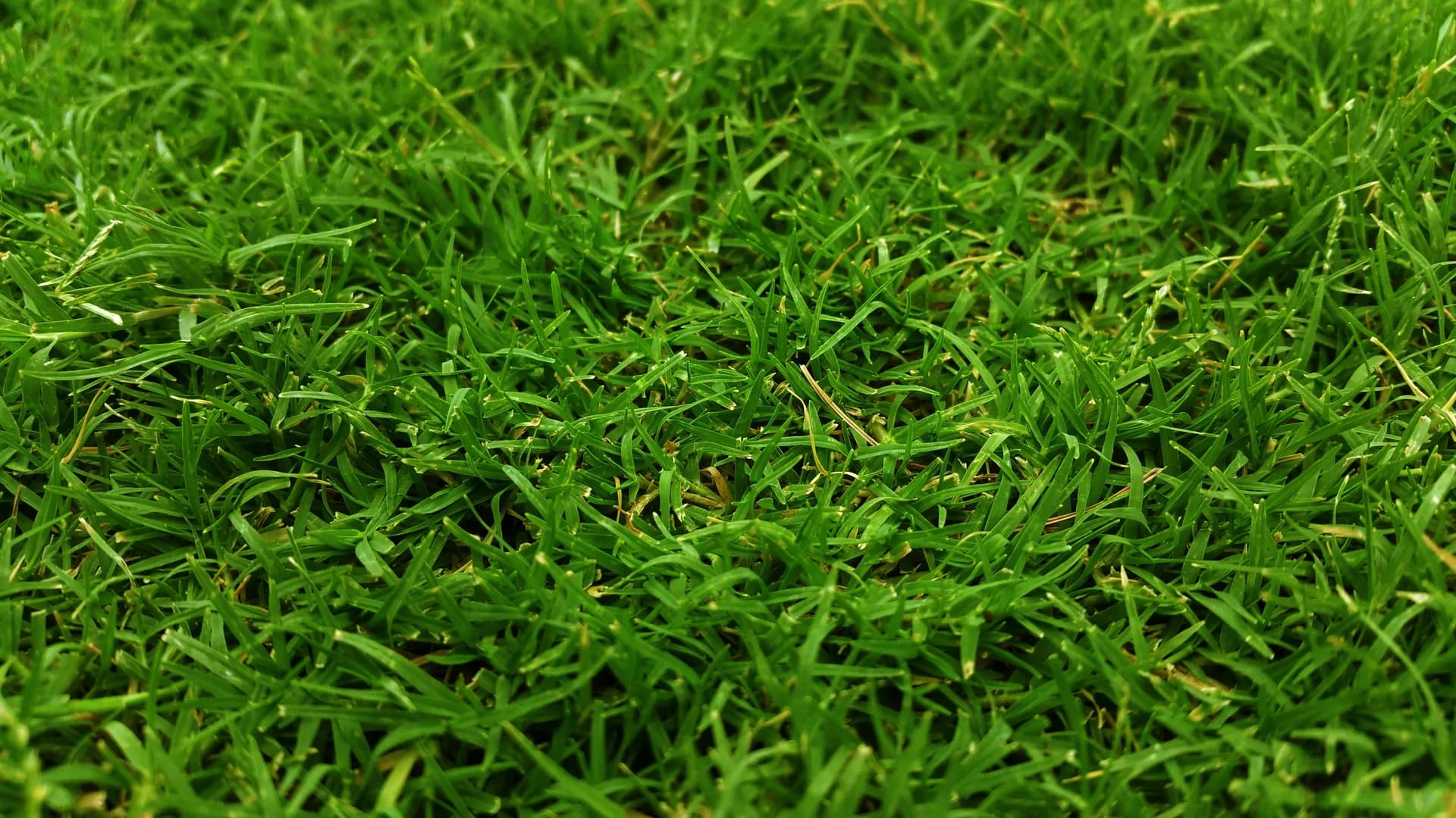 Thick green grass prepared for fall fertilizer treatment