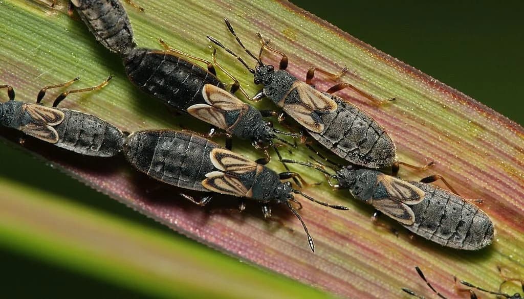 Chinch bugs that damage St. Augustine grass in Georgia