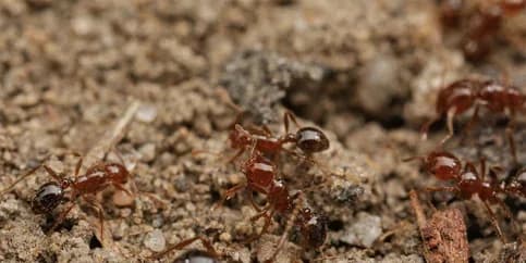 Fire ant mound in Middle Georgia lawn
