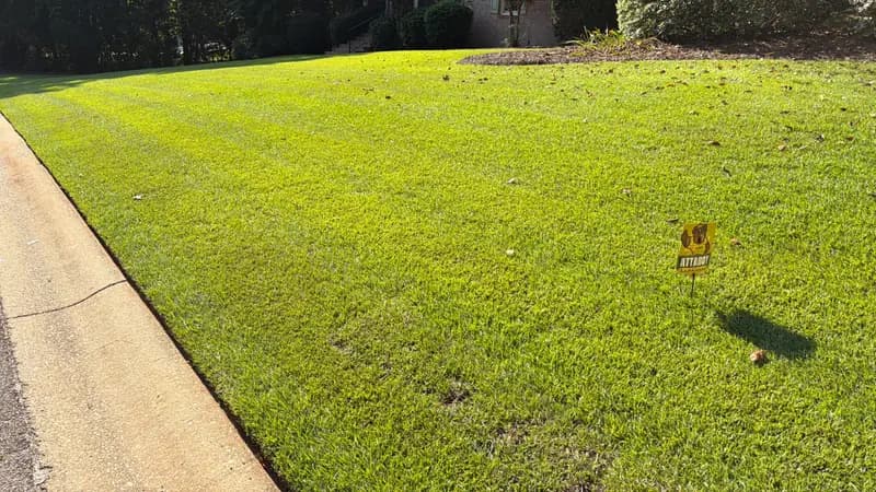 Lush green lawn in front of a brick two-story home with blooming crape myrtle trees