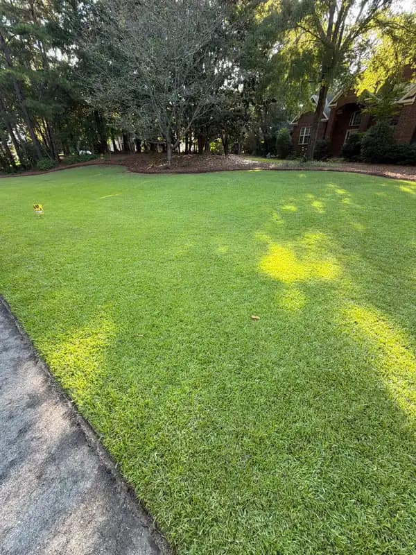 Lush green lawn with mulched tree bed, driveway edge, and brick house in background