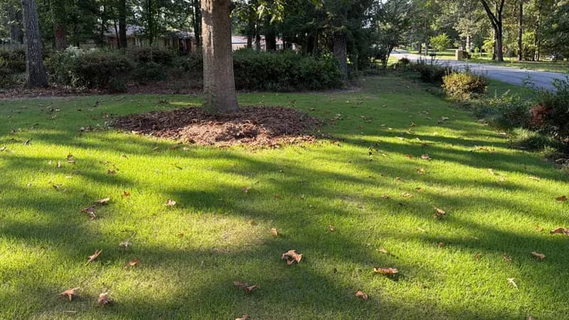 Sunlit green lawn with tree shadows, mulched tree base, and shrubs in a residential yard