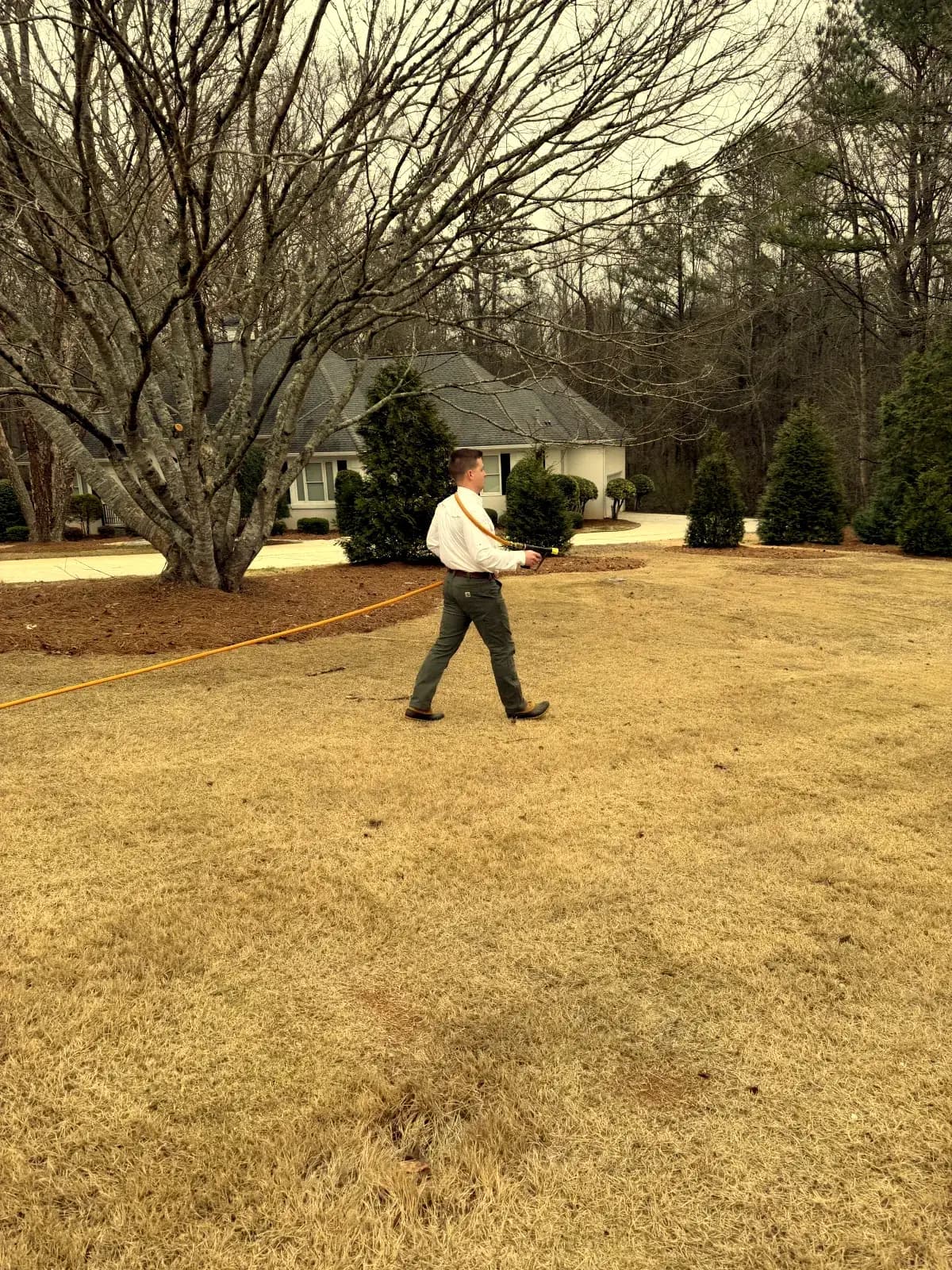 Professional lawn treatment after bermuda grass spring green-up