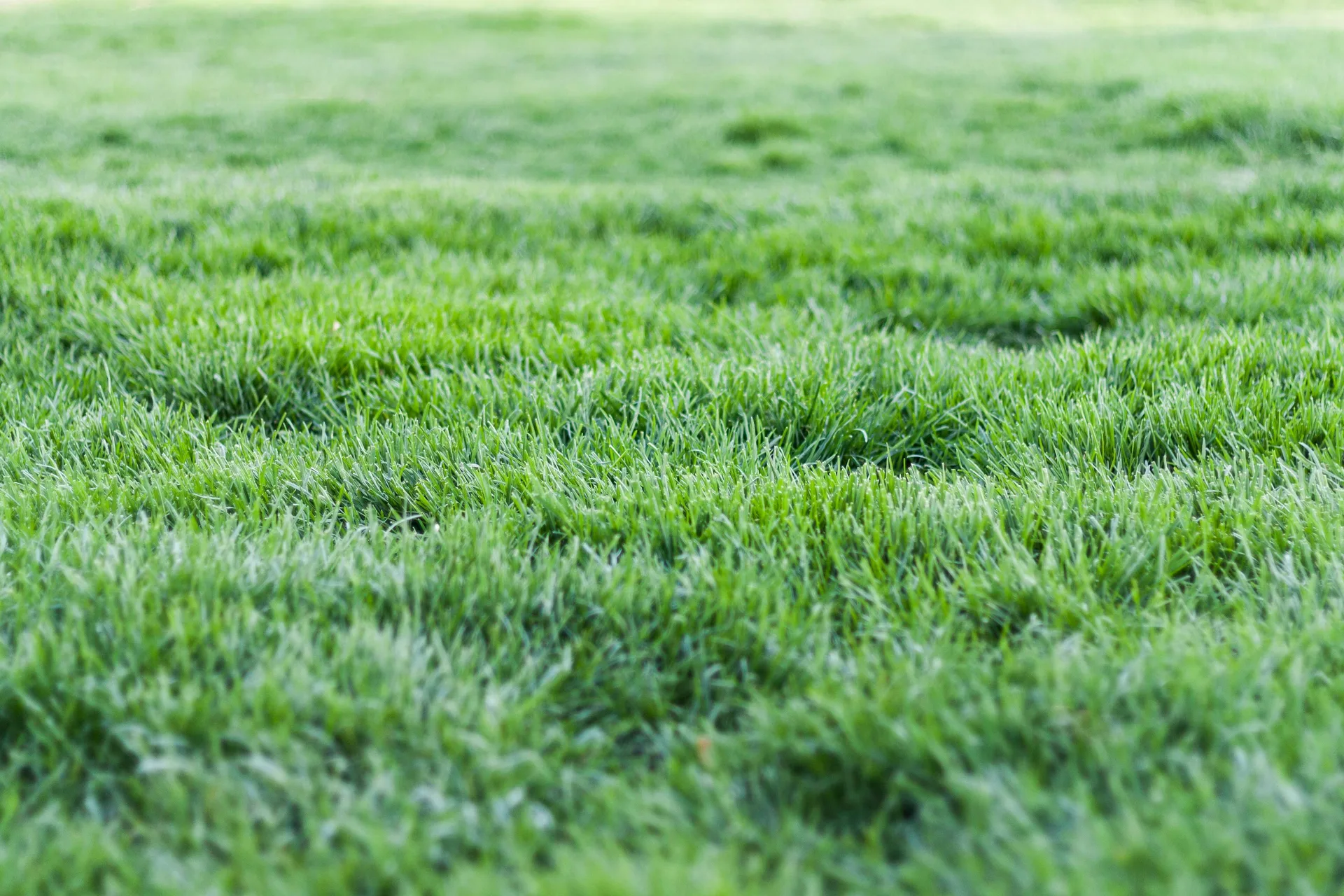 Close-up of thick green grass in a Georgia lawn