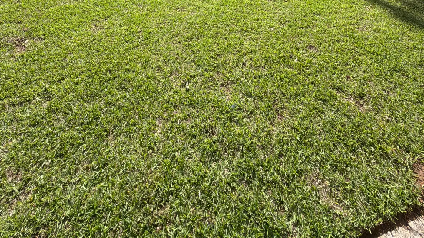 Close-up of dense green turf on an Attaboy Lawn Care customer's lawn in Middle Georgia