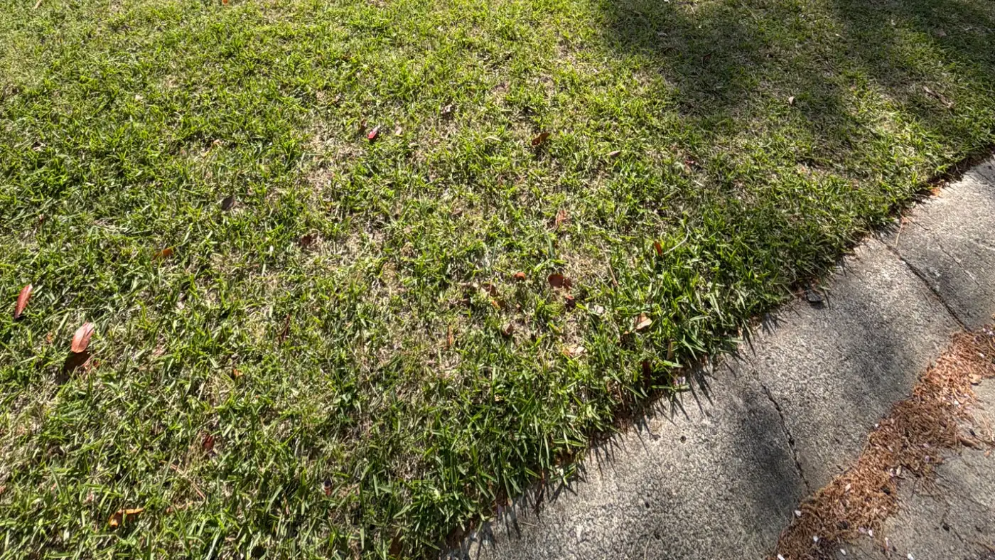 Close-up of dense green turf on an Attaboy Lawn Care customer's lawn in Middle Georgia