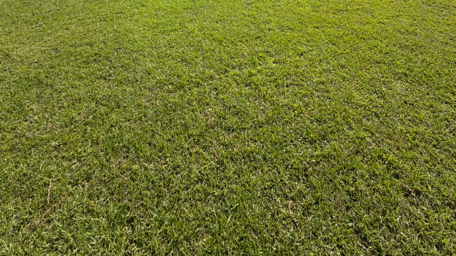 Thick green lawn in front of an Attaboy Lawn Care customer's home in Middle Georgia